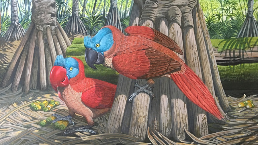 Illustration of broad-billed parrot. Author: Julian Hume.